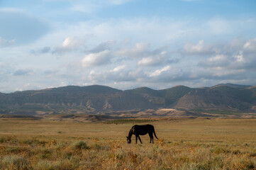 Wild horses graze in the field. Cloudy sky and mountains on background. Beautiful animals.