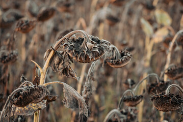 Completely dry grey sunflowers ready for harvesting. Concept of ending, death, ageing and ripening