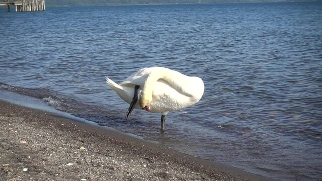 Slow motion of beautiful white swan on lake Bracciano, Italy