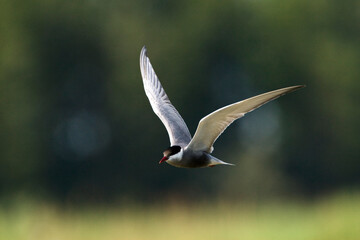 Witwangstern, Whiskered Tern, Chlidonias hybrida