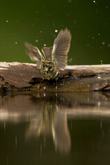 Tjiftjaf, Common Chiffchaff, Phylloscopus collybita