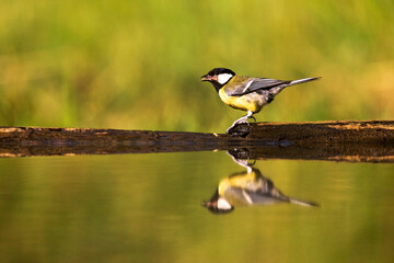 Koolmees, Great Tit, Parus major