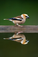 Appelvink, Hawfinch, Coccothraustes coccothraustes