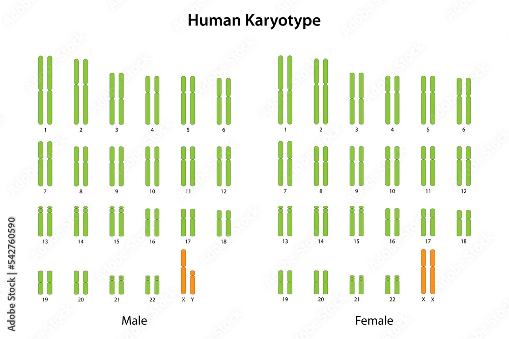 Wall mural human karyotype (male and female)