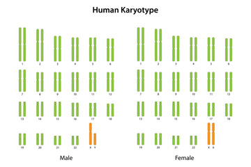 Human Karyotype (male and female)