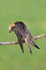 Roodpootvalk, Red-footed Falcon, Falco vespertinus