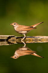 Nachtegaal, Common Nightingale, Luscinia megarhynchos