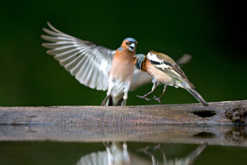 Vink, Common Chaffinch, Fringilla coelebs
