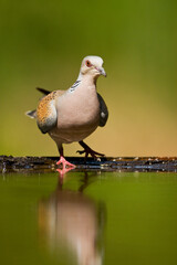 Zomertortel, European Turtle Dove, Streptopelia turtur