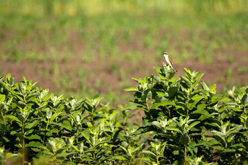 Grauwe Klauwier, Red-backed Shrike, Lanius collurio