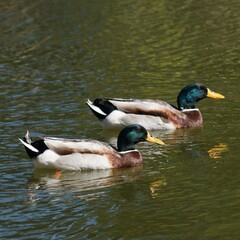 Ánades reales macho
