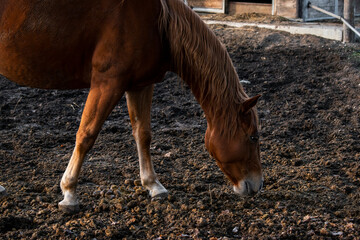 Brown horse, equine, animal