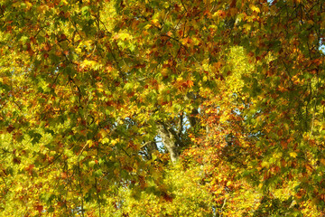Baum in vollen Herbstfarben Ahorn Blätter