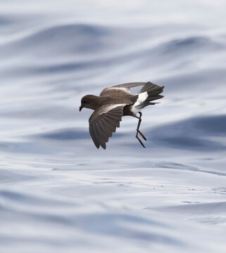 Wilson's Storm Petrel, Oceanites Oceanicus