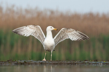 Pontische Meeuw, Caspian Gull, Larus cachinnans