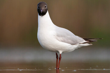 Kokmeeuw, Common Black-headed Gull, Croicocephalus ridibundus