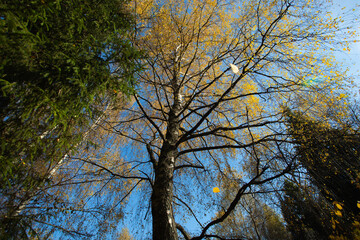 Yellow leaves on a birch tree in autumn. A look from the bottom up.
