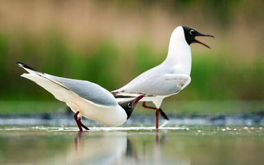 Kokmeeuw, Common Black-headed Gull, Croicocephalus ridibundus