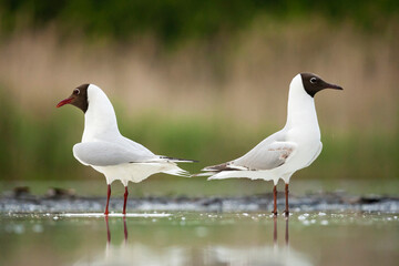 Obraz premium Kokmeeuw, Common Black-headed Gull, Croicocephalus ridibundus