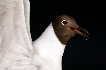 Kokmeeuw, Common Black-headed Gull, Croicocephalus ridibundus