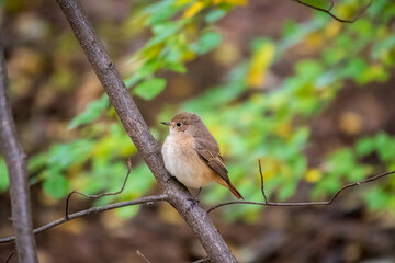The common redstart female, Phoenicurus phoenicurus, is photographed in close-up sitting on a branch against a blurred background.