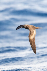 Obraz premium Bulwers Stormvogel, Bulwer's Petrel, Bulweria bulwerii