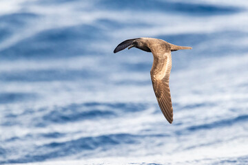 Bulwers Stormvogel, Bulwer's Petrel, Bulweria bulwerii