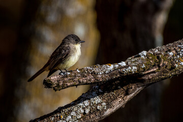 Eastern Phoebe Perched on Branch