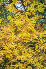 Oak branches with yellow leaves in autumn park