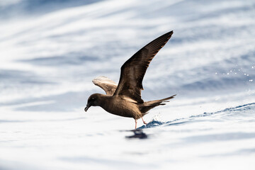 Bulwers Stormvogel, Bulwer's Petrel, Bulweria bulwerii