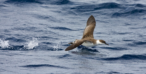 Grote Pijlstormvogel, Great Shearwater, Puffinus gravis