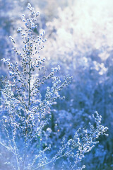 Frozen grass on snowy natural abstract background. beautiful gentle winter landscape. cold winter...