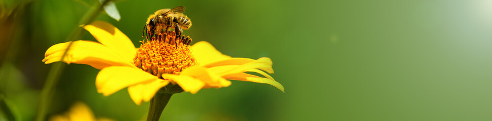 ..Bee and flower. Close up of a large striped bee collecting pollen on a yellow flower on a Sunny  day. Banner