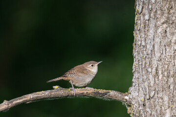House Wren Perched on Branch