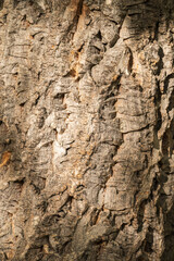 The texture of the bark of an old willow