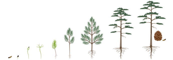 Cycle of growth of scots pine tree on a white background. - obrazy, fototapety, plakaty