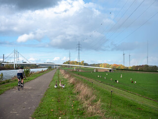 Fototapeta na wymiar two geese cross bicycle track near canal between brussels and charleroi in belgium