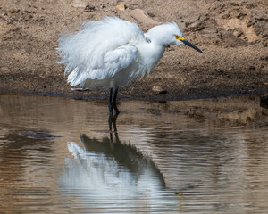 Snowy Egret Ruffles its Feathers