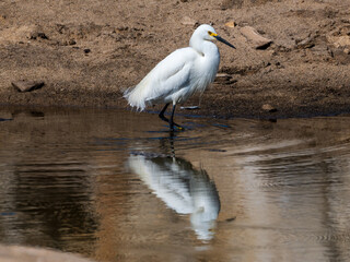 Snowy Egret Wading