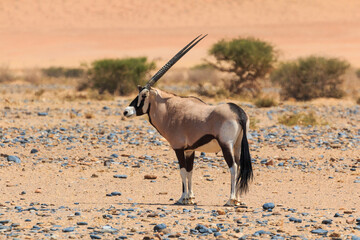 Oryx, Large antelope in the southern part of the Namib Desert, Namibia.