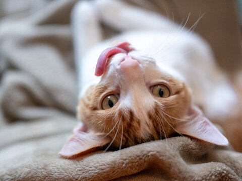 Upside Down Orange and White Cat with Tongue Sticking Out