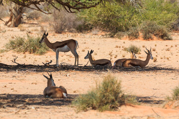 Springbok, medium-size antelope in the southern part of the Namib Desert, Namibia.