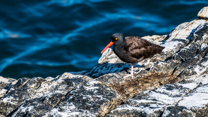 Black Oystercatcher Stands on Rock