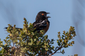 Male Spotted Towhee Sings from Treetop