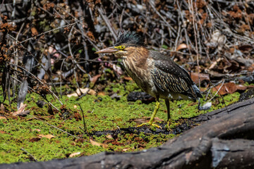 Green Heron Perched on Branch