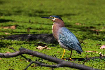 Green Heron Perched on Branch