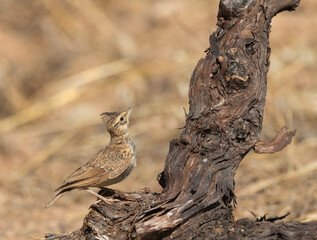 Thekla Lark, Theklaleeuwerik, Galerida theklae