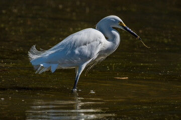 Snowy Egret Fishing in Pond