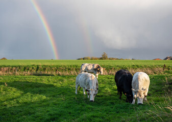 Naklejka na ściany i meble beef cows in belgian countryside with rainbow in the background