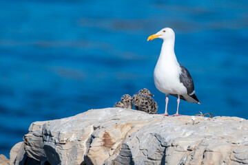 Western Gull with Chicks